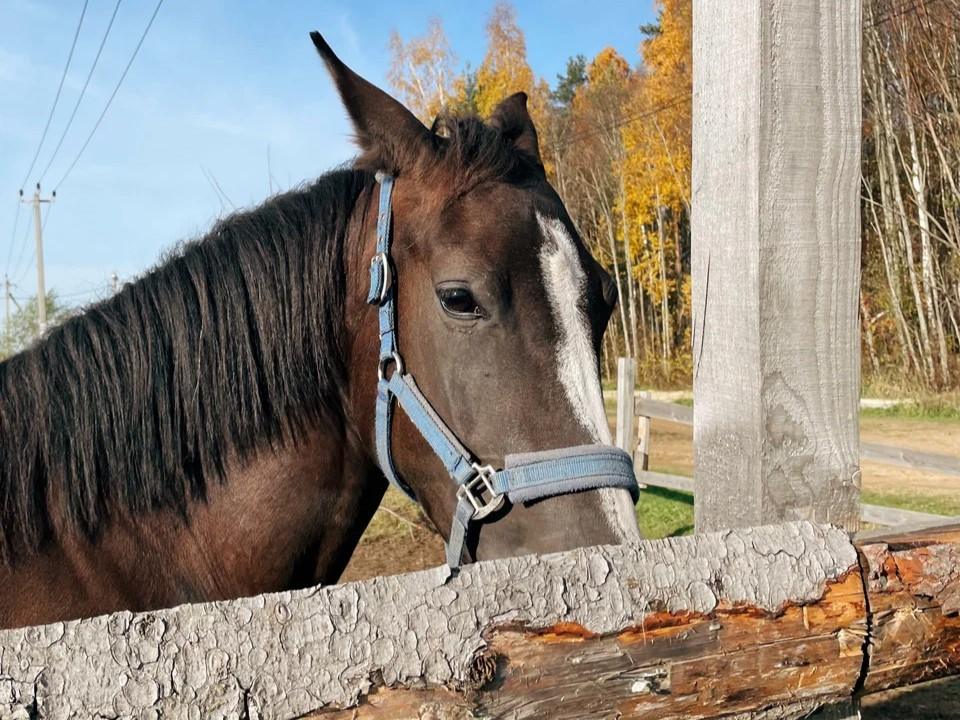 Конный клуб 