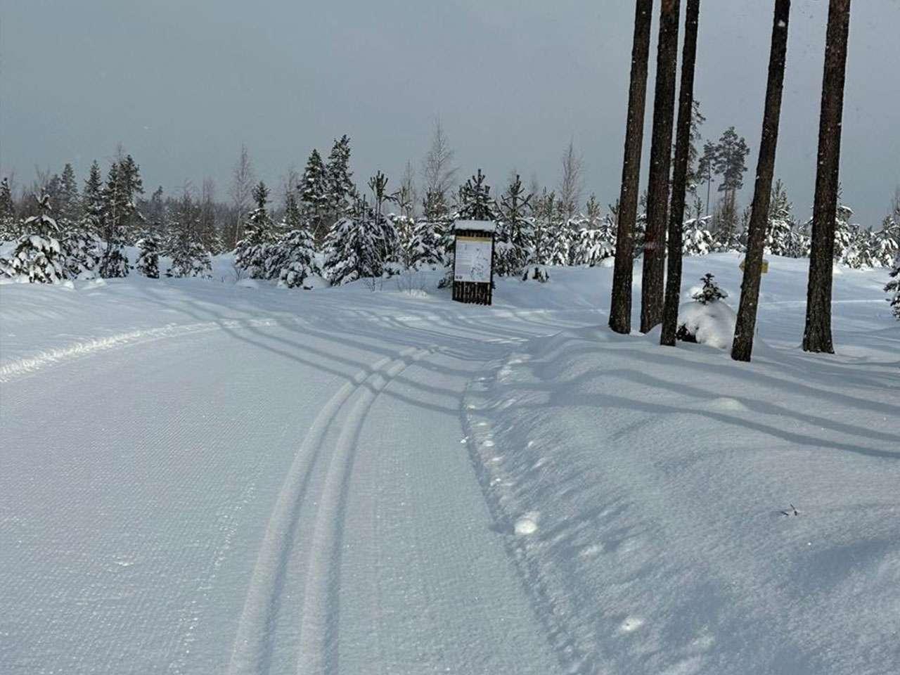 Лыжероллерная трасса Ярви